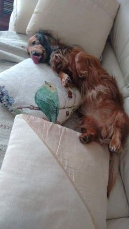 W�adca kanap i foteli